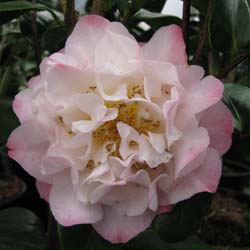 Camellia Nuccio s Jewel
